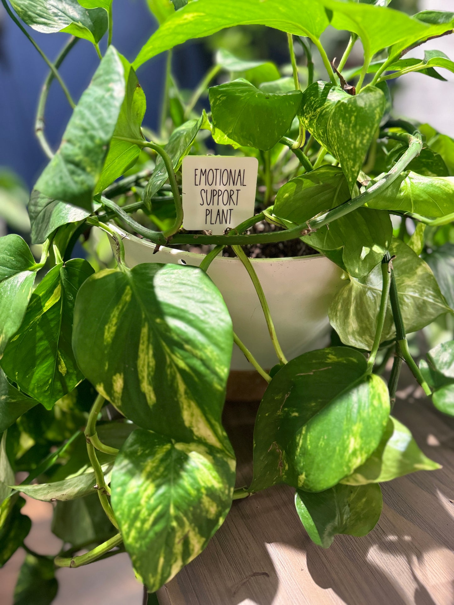 Emotional Support Plant Plant Marker