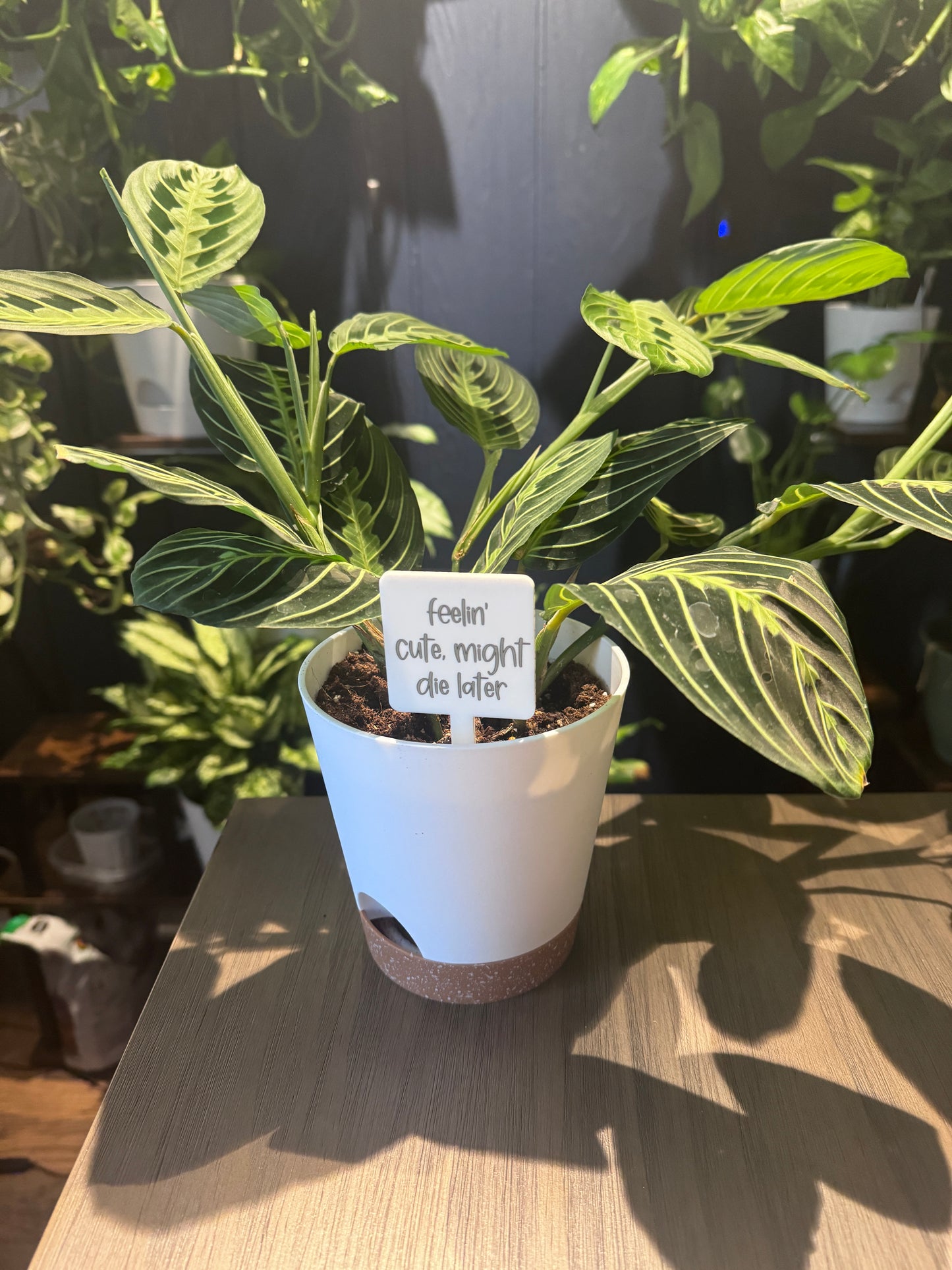 Feelin' Cute, Might Die Later Plant Marker