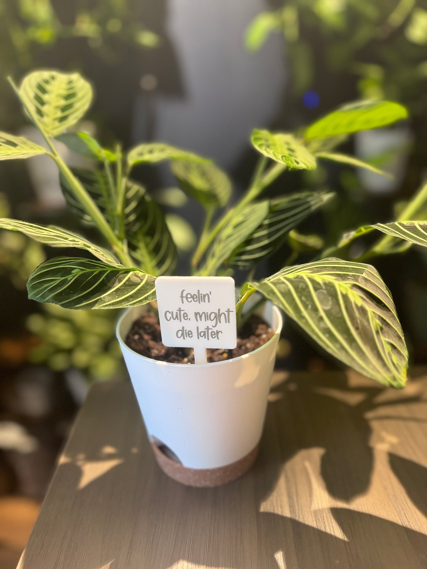 Feelin' Cute, Might Die Later Plant Marker