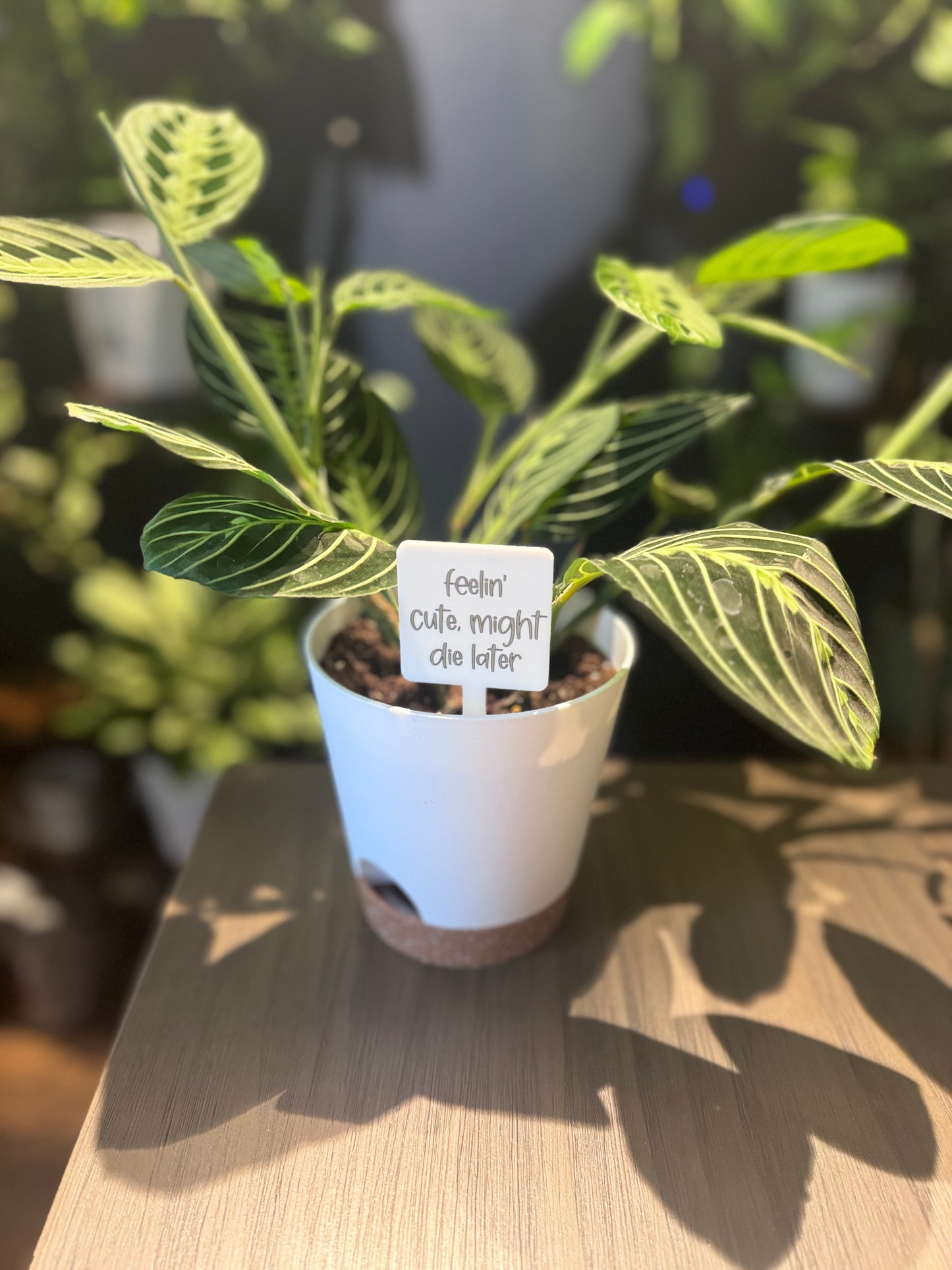 Feelin' Cute, Might Die Later Plant Marker