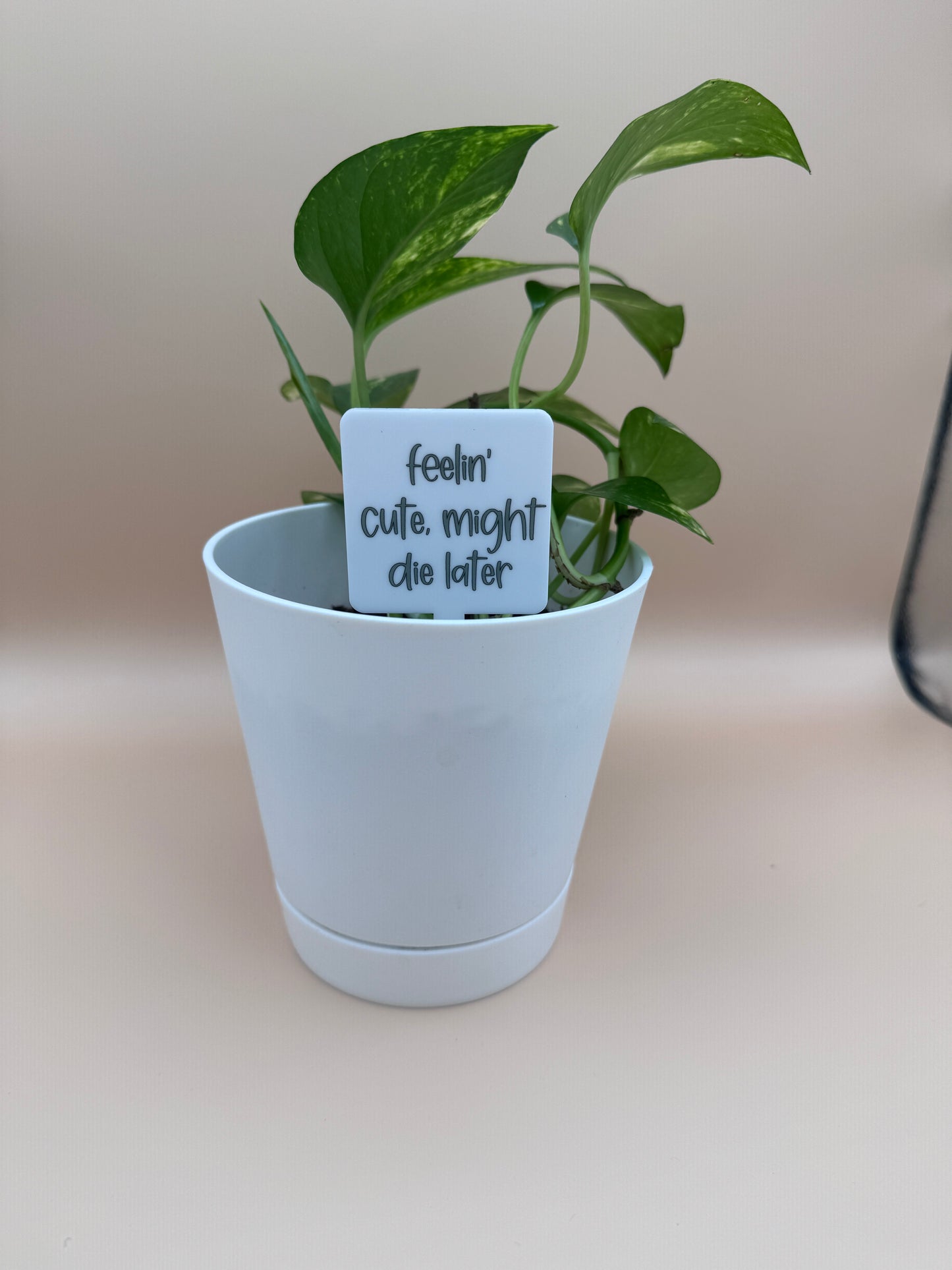 Feelin' Cute, Might Die Later Plant Marker