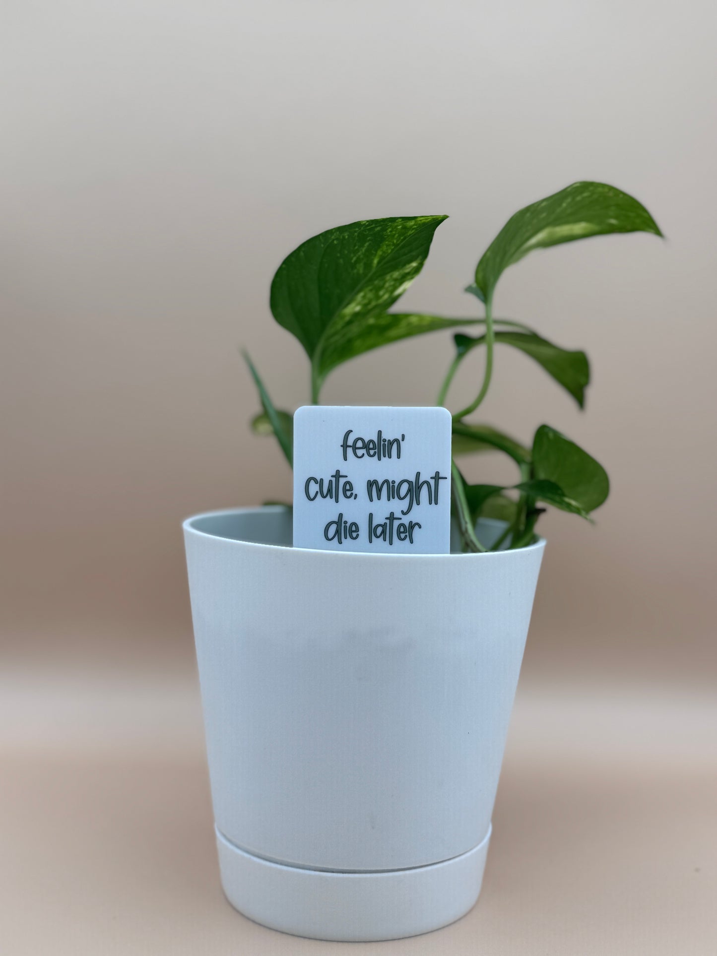 Feelin' Cute, Might Die Later Plant Marker