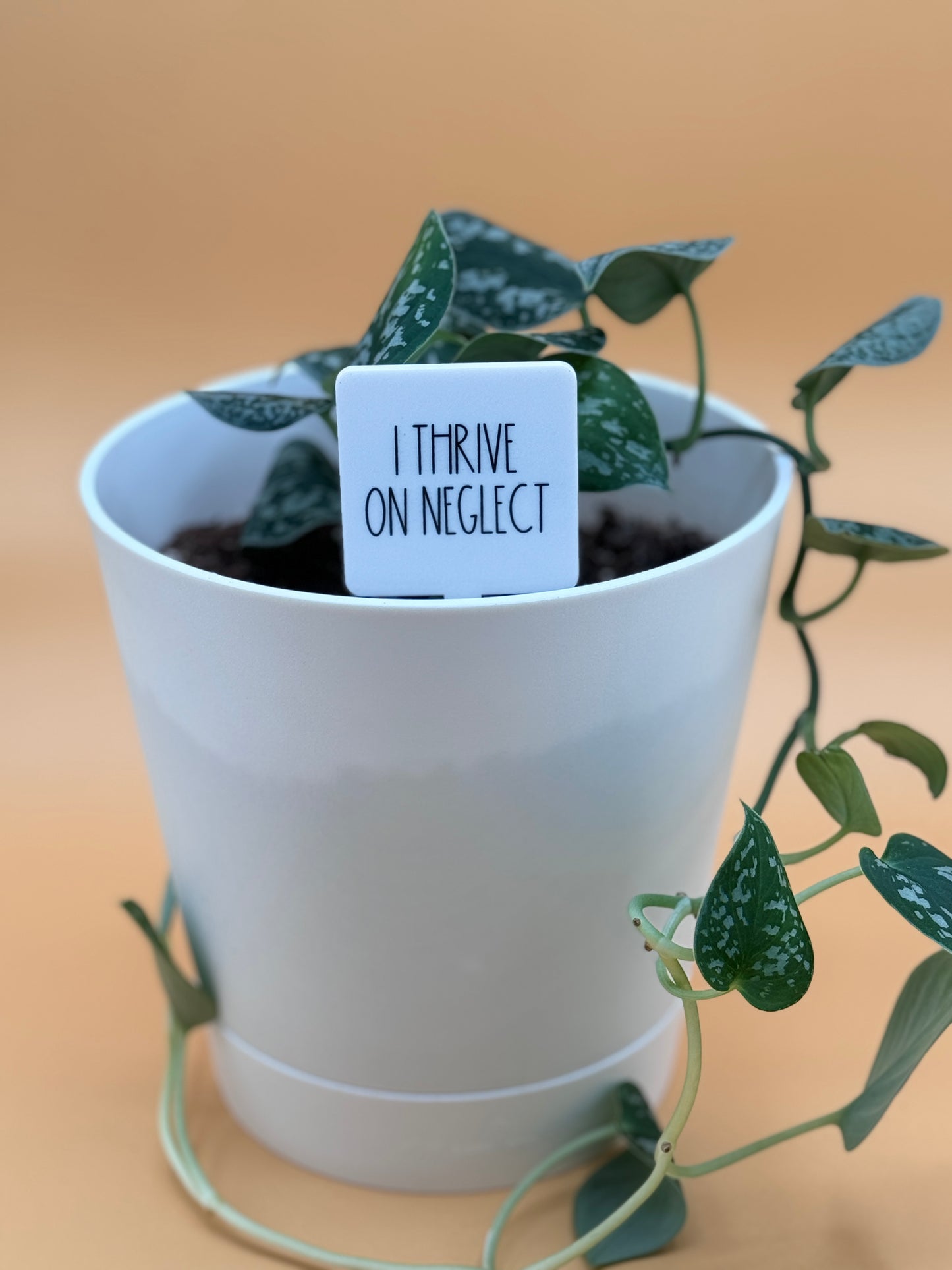 I Thrive On Neglect Plant Marker