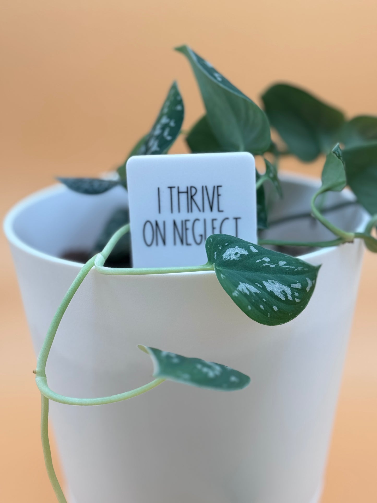 I Thrive On Neglect Plant Marker