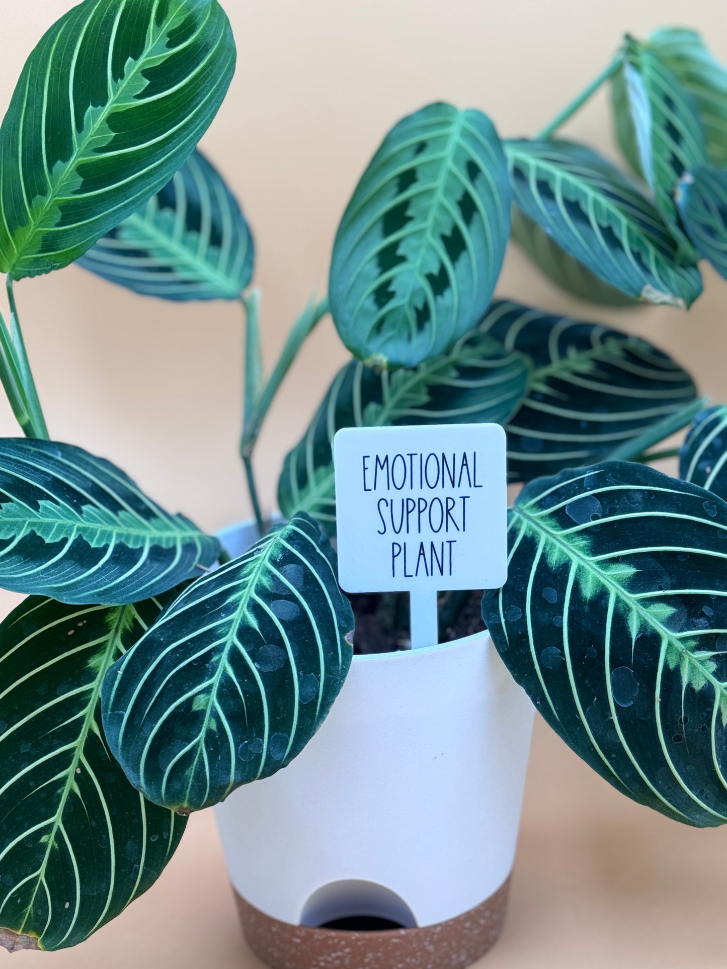 Emotional Support Plant Plant Marker
