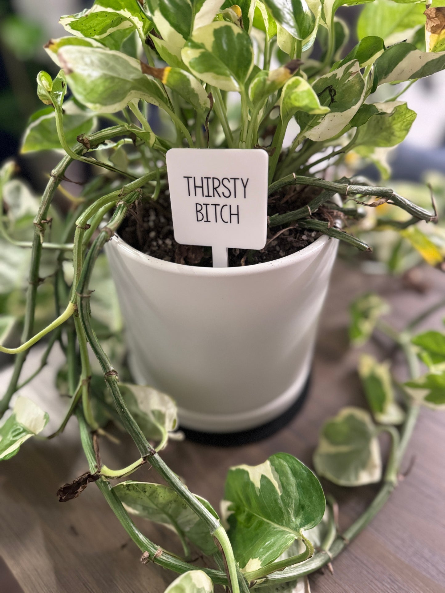 Thirsty B**#h Plant Marker