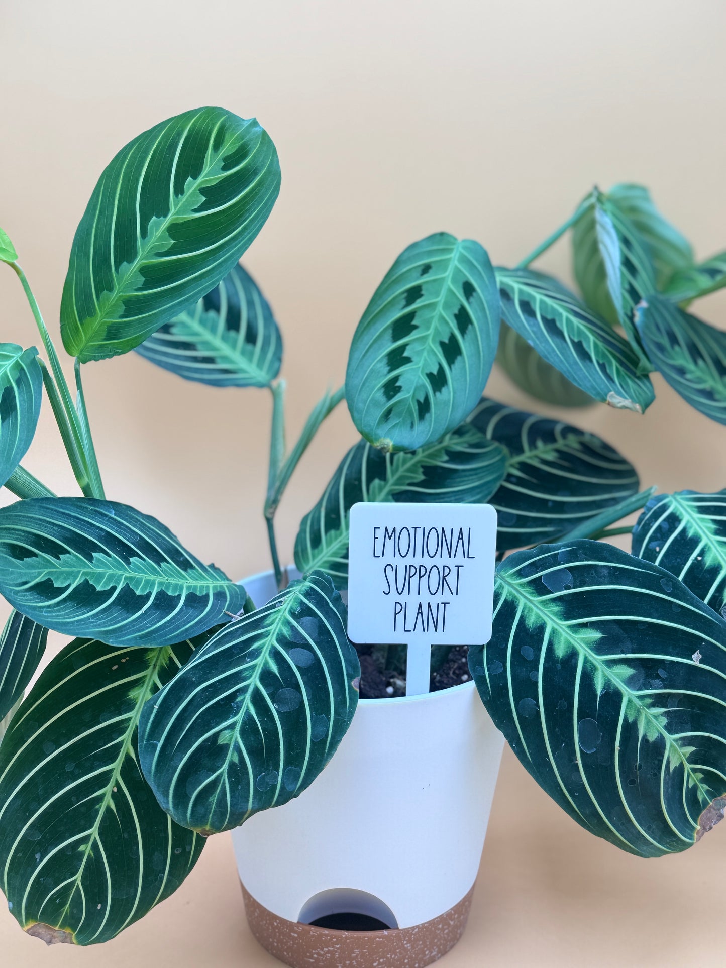 Emotional Support Plant Plant Marker