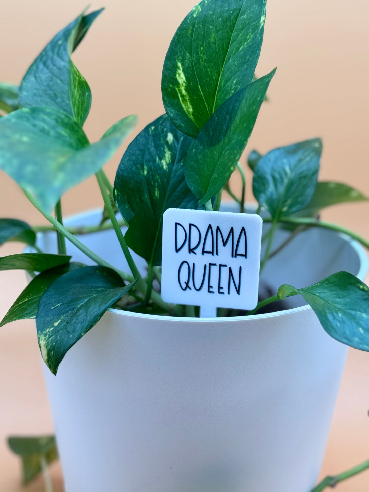 Drama Queen Plant Marker