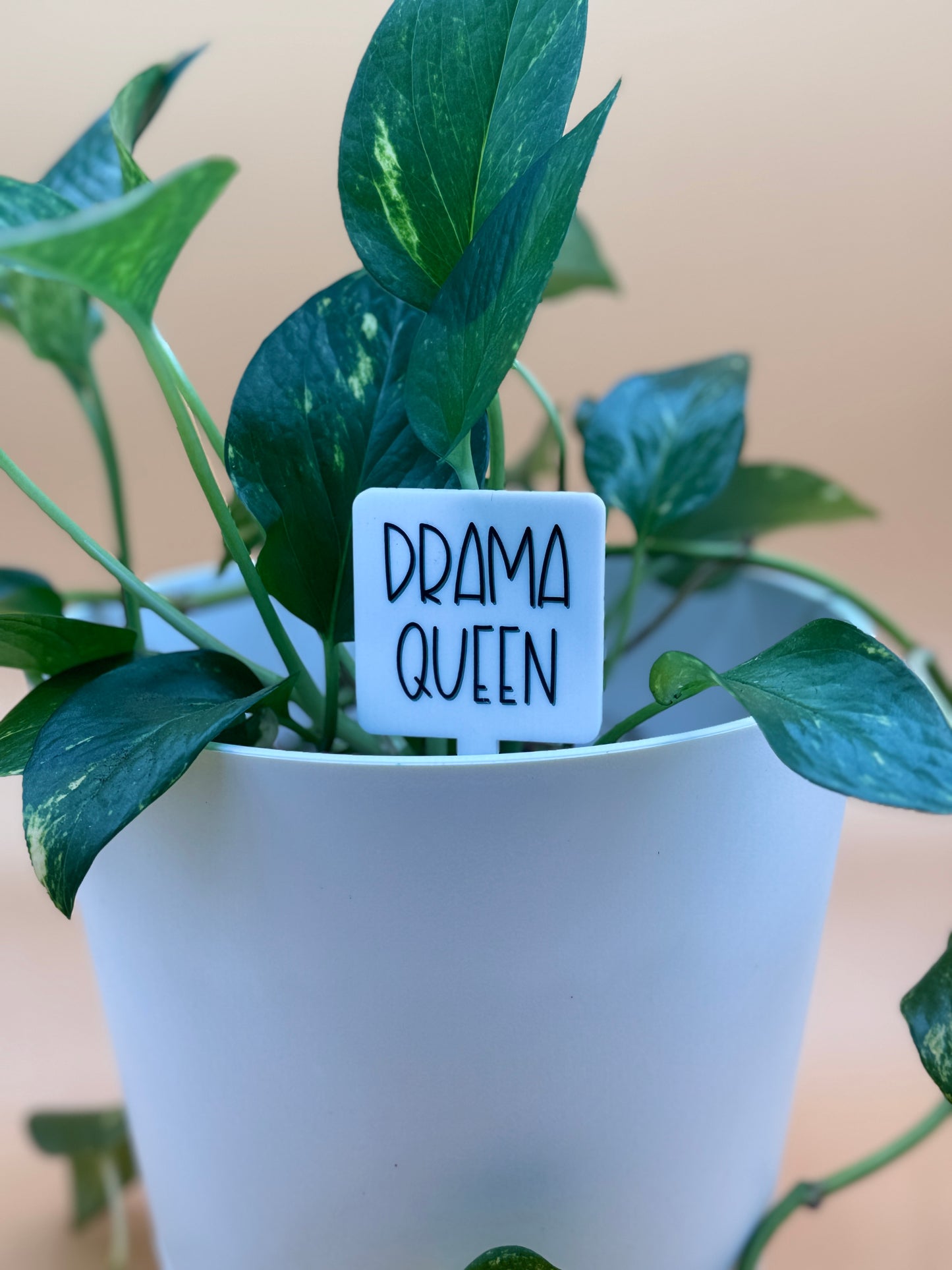 Drama Queen Plant Marker